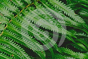 raw bracken greenery forest pattern background