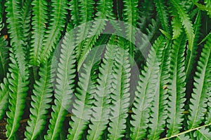 raw bracken greenery forest pattern background