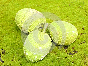 Raw breadfruit Artocarpus altilis kept in green moss background, selective focus