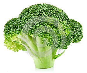 Raw broccoli isolated