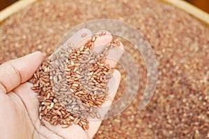 raw brown rice hand close up