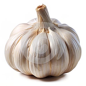 Raw bulb of garlic with papery outer layer intact photo