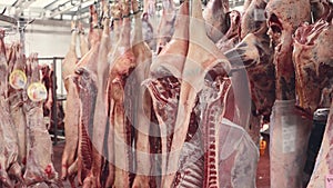 Raw butchered carcasses of cows, pigs and lambs hanging on hooks in cold storage of meat processing factory or