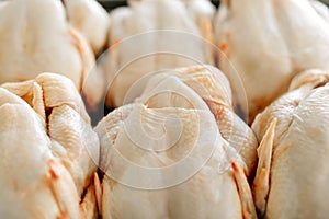 Raw butchered chicken photo