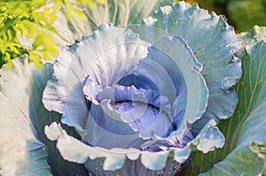 Raw cabbage