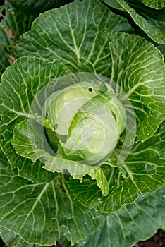 Raw Cabbage in the garden