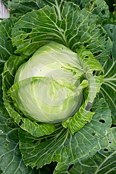 Raw Cabbage in the garden
