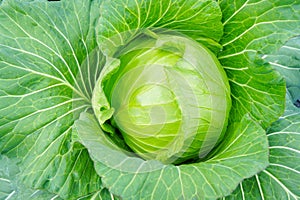 Raw cabbage