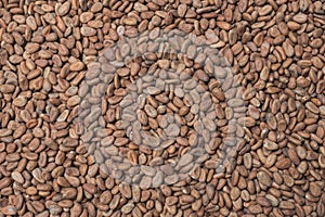 Raw cacao background photo
