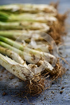 Raw calcots, onions typical of Catalonia, Spain