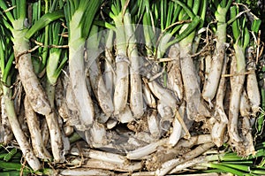 Raw calcots, sweet onions, typical of Catalonia, Spain