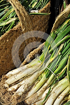 Raw calcots, sweet onions, typical of Catalonia, Spain