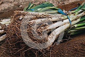 Raw calcots, sweet onions, typical of Catalonia, Spain photo