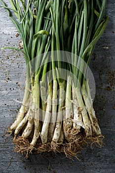 Raw calcots, sweet onions typical of Catalonia, Spain photo