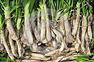 Raw calcots, sweet onions, typical of Catalonia, Spain photo