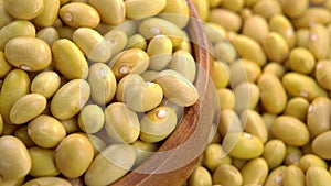 Raw Canary peruvian yellow beans in rustic wooden bowl. Dry peruano legumes.