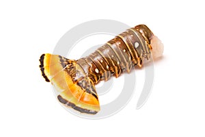 Raw Caribbean rock lobster tail