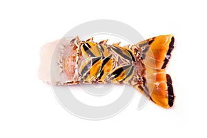 Raw Caribbean rock lobster tail