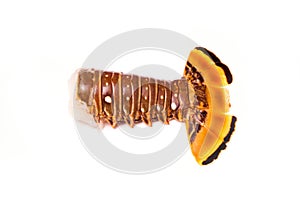 Raw Caribbean rock lobster tail