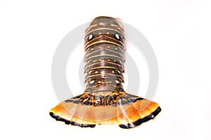 Raw Caribbean rock lobster tail isolated on a white studio back