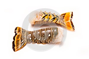 Raw Caribbean rock lobster tails isolated on a white studio back