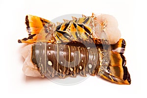 Raw Caribbean rock lobster tails isolated on a white studio back