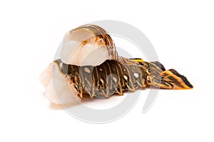 Raw Caribbean rock lobster tails isolated on a white studio back