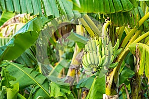 The raw cavendish banana leaves and leaves on the plant in the p