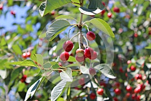 Raw cherry on tree photo
