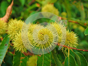 Raw chestnuts dagger tree branch