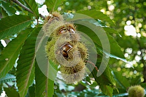 Raw chestnuts on the tree, eating concept, gluten free raw food