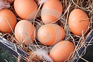 Raw chicken eggs in box