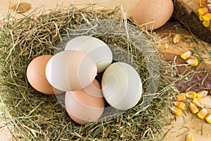 Raw chicken eggs in a nest