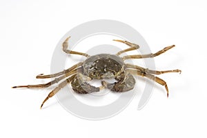 Raw Chinese mitten crab, shanghai hairy crab