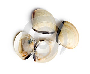 Raw clams