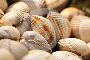 Raw clams