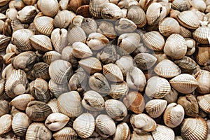 Raw clams named berdigones in a market