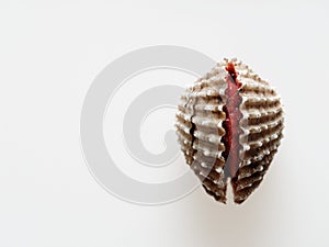 Raw cockle, ark shell, shot high angle view isolated on white background