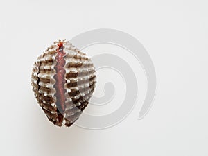 Raw cockle, ark shell, shot high angle view isolated on white background