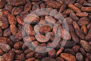 Raw cocoa or cacao beans