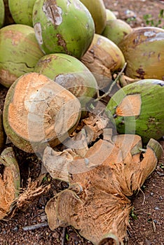 Raw Coconuts at the Coconut Farm. for Cooking