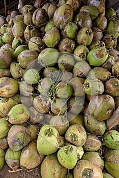 Raw Coconuts at the Coconut Farm. for Cooking