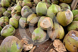 Raw Coconuts at the Coconut Farm. for Cooking