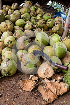 Raw Coconuts at the Coconut Farm. for Cooking