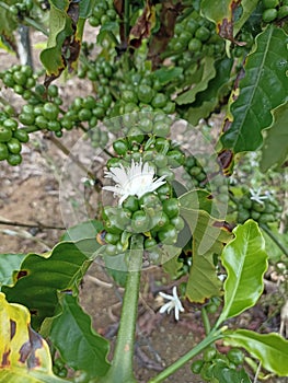 Raw coffe in the garden