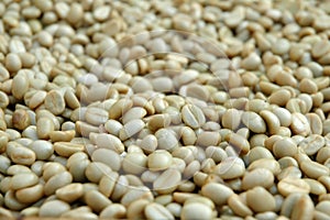 Raw coffee bean