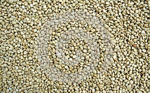 Raw coffee bean