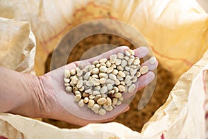 Raw coffee bean on hand with blur background / finest material / copy space