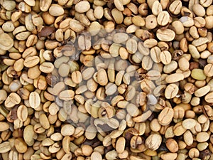 Raw coffee bean