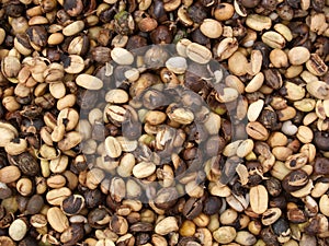 Raw coffee bean